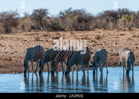 Eine Gruppe von Burchell's Zebra Gefilde - Equus quagga burchelli - trinken aus einem Wasserloch im Etosha National Park, Namibia. Stockfoto