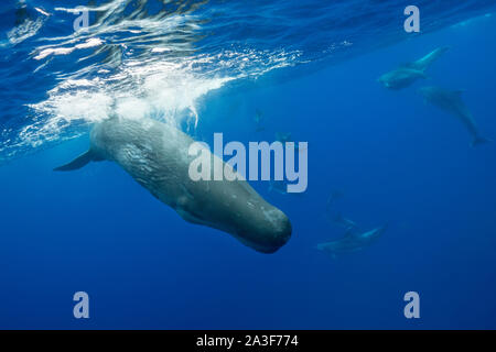 Pottwale werden von einer Schar von Flaschennasen-Delfinen, dem Atlantischen Ozean, Pico Island, den Azoren belästigt. Stockfoto