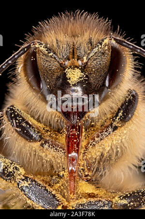 Honig Biene Blütenstaub bedeckt, Zunge, Apis mellifera Stockfoto