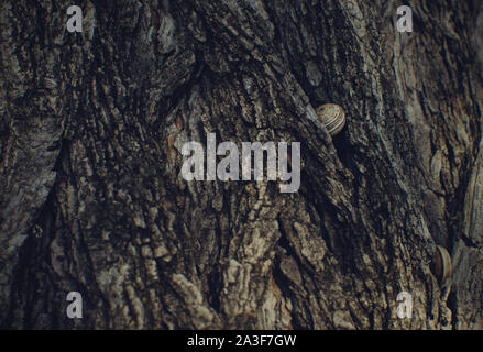 Nahaufnahme von Schnecken in Pine Tree Bark, Infanta Elena Park, Sevilla, Spanien Stockfoto