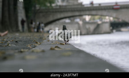 Zu Fuß Molchen in der Nähe des Flusses in Paris Stockfoto