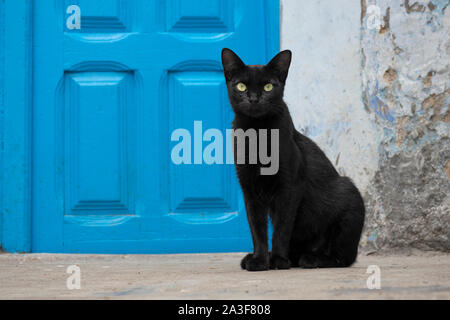 Schwarze Katze sitzt vor einem blauen Tür betrachten Menschen vorbei Stockfoto