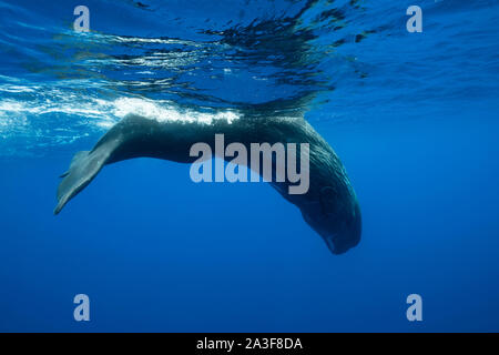 Pottwal, Atlantischer Ozean, Pico Island, die Azoren. Stockfoto