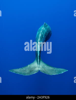 Pottwal, Atlantischer Ozean, Pico Island, die Azoren. Stockfoto
