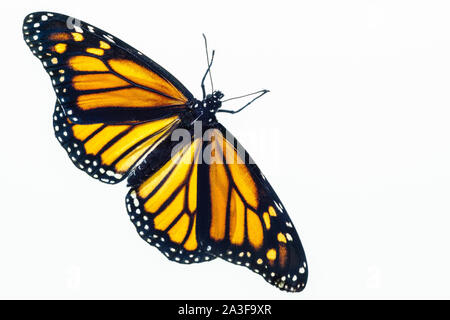 Draufsicht auf einen lebenden Monarch-Schmetterling. Die Flügel sind offen und sie ist vor kurzem aus der Chrysalis hervorgegangen. Stockfoto