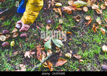 Kind conkers sammeln im Park die beste Ernte im Herbst im Freien Stockfoto