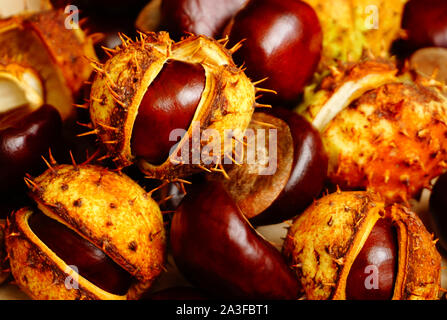 Schöne braune Frucht der wilden Kastanien in der Shell, Produkt der Natur im Herbst Stockfoto