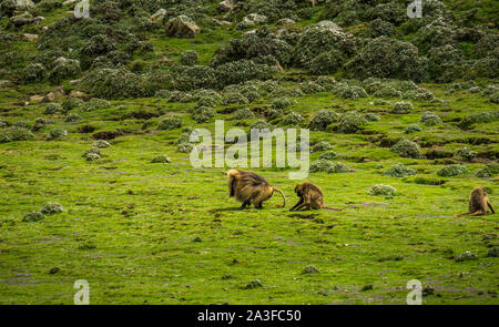 Eine Truppe von gelada Baboons im Hochland von Äthiopien Stockfoto