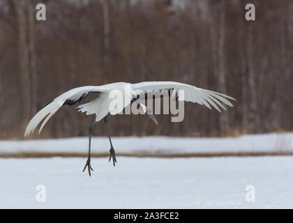 Rot gekrönten Kran Landung, Hokkaido, Japan Stockfoto