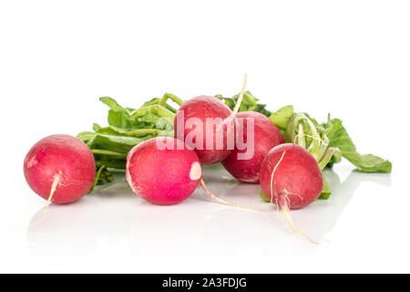Gruppe von fünf ganze Frische rote Radieschen auf weißem Hintergrund Stockfoto