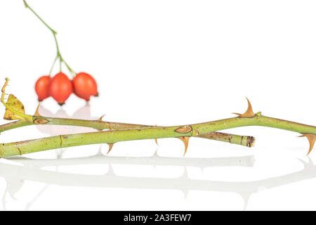 Gruppe von drei ganzen Frische rote Hagebutten Beeren mit Fokus auf spiky Reben auf weißem Hintergrund Stockfoto
