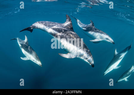 Pod von dusky Delfine Lagenorhynchus obscurus, in der Nähe der Oberfläche, Nuevo Golf, die Halbinsel Valdes, Argentinien. Stockfoto