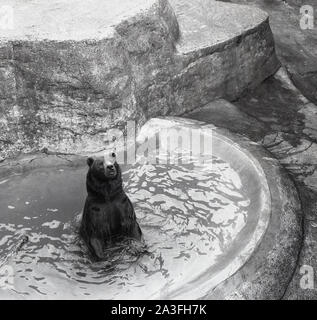 1953, historisch, ein Braunbär in seinem Teich im London Zoo, London, England, Großbritannien. Im Jahr 1985 schloss der Zoo sein Bärengehege, Mappin-Terrassen. Der Zoo wurde 1847 für die Öffentlichkeit zur Unterstützung der Finanzierung geöffnet und wurde ursprünglich 1828 als reiner Ort für wissenschaftliche Studien der Zoological Society of London (ZSL) eröffnet, einer Wohltätigkeitsorganisation, die sich für den Schutz von Tieren und ihren Lebensräumen einsetzt. Stockfoto