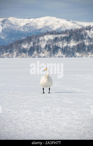 Singschwan auf See Kussharo, Hokkaido, Japan Stockfoto