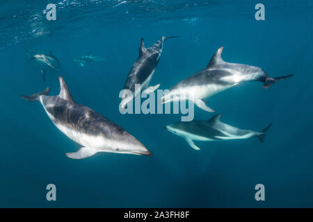 Pod von dusky Delfine Lagenorhynchus obscurus, in der Nähe der Oberfläche, Nuevo Golf, die Halbinsel Valdes, Argentinien. Stockfoto