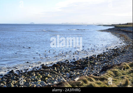 Möwen füttern, Holy Island, Northumberland Stockfoto
