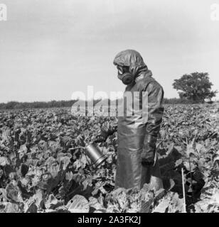 1950, historische, Mann in einem Schutzanzug, Schutzhandschuhe und das Tragen einer Gasmaske draußen stehen in einem Feld sprühen Ernten mit einem kleinen Metall Feldspritze, England, UK. Stockfoto