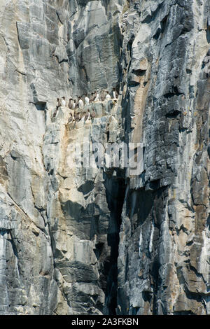 Kolonie der Gemeinsamen Trottellummen auf Klippen der Insel. Fife, Schottland Stockfoto