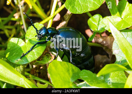 Nahaufnahme Detail eines Erwachsenen Öl Käfer (Meloe proscarabaeus) auf einem Waldboden auf der Suche nach einem Nest im weichen Boden im Frühsommer. Stockfoto