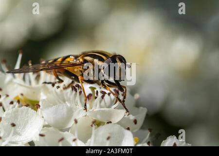 Nahaufnahme Kopf auf Detail einer Hellen schweben Fliegen (Syrphus ribesii) Fütterung auf eine Kuh Petersilie (Anthriscus sylvestris) Blüte im Sommer. Stockfoto