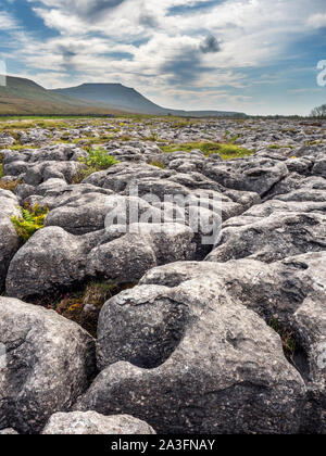 Ingleborough aus Kalkstein Fahrbahn in Whitby Weide Felsen Ribblehead Yorkshire Dales National Park England Stockfoto