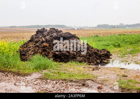 Dünger aus Kuhmist und Stroh. Ein Haufen Gülle, die schwarze Farbe liegt am Rande des Feldes. Milch Bauernhof. Podlasien, Polen. Stockfoto