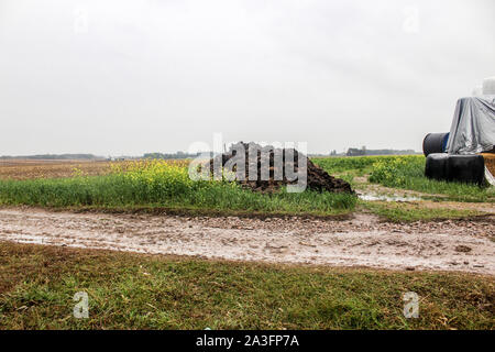 Dnger aus Kuhmist und Stroh. Ein Haufen Mist liegt am Rande des Feldes.  Baum, Ballen von Silo- und Scheunen im Hintergrund. Podlasien, Polen  Stockfotografie - Alamy