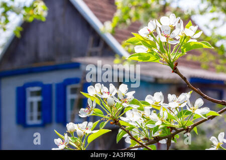 Zweige eines blühenden Birne vor dem Hintergrund einer Dorfhaus, warmen Frühlingstag Stockfoto