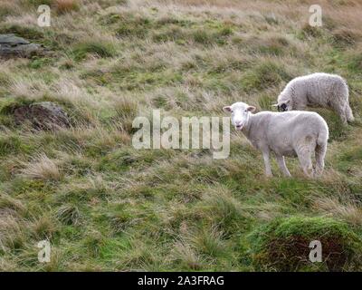 Schafe auf die Pennine Moors in Wind und Regen hoch über Marsden Huddersfield Yorkshire England Stockfoto