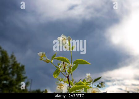 Jasmin Strauch Blumen im Sonnenlicht auf dem Hintergrund der blauen Himmel mit Wolken close-up Stockfoto