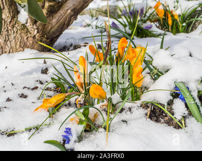 Orangefarbene Krokusse mit Schnee Stockfoto