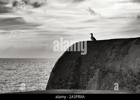 Seagull sich auf Stein Wand an der Küste im Isla Plana Dorf in Spanien Stockfoto