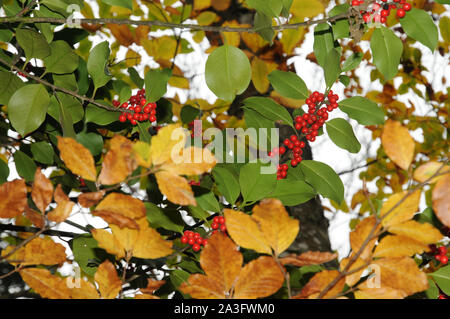 Holly Laub mit reifen roten Beeren in einem Buchenwald. Ilex aquifolium Stechpalme oder Weihnachten. Stockfoto