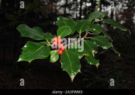 Holly Laub mit reifen roten Beeren in einem Buchenwald. Ilex aquifolium Stechpalme oder Weihnachten. Stockfoto
