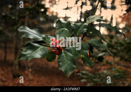 Holly Laub mit reifen roten Beeren in einem Buchenwald. Ilex aquifolium Stechpalme oder Weihnachten. Stockfoto