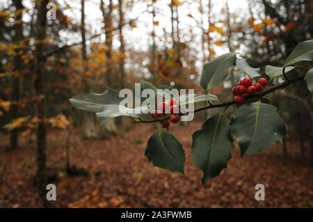 Holly Laub mit reifen roten Beeren in einem Buchenwald. Ilex aquifolium Stechpalme oder Weihnachten. Stockfoto
