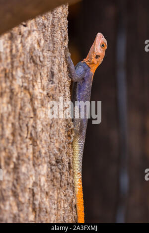 Rothaarige agama auf einem Baum sitzen, Namibia, Afrika Stockfoto