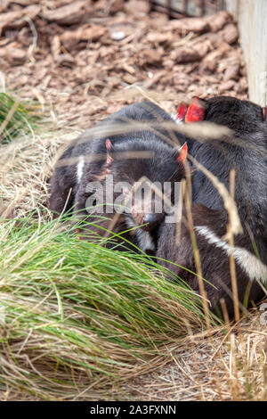 Tasmanische Teufel fleischfressende Beuteltier der Familie Dasyuridae Stockfoto