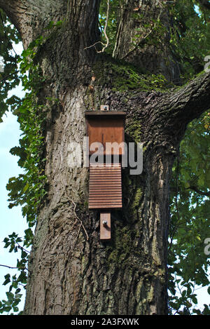 Bat box im Baum. Niederlande Stockfoto