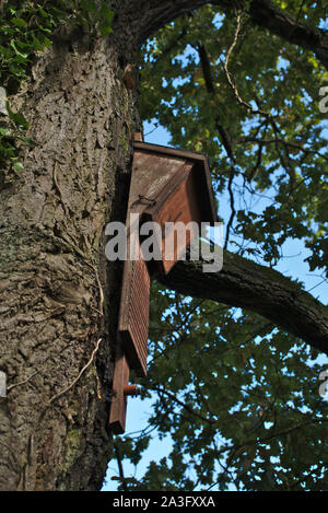 Bat box im Baum. Niederlande Stockfoto
