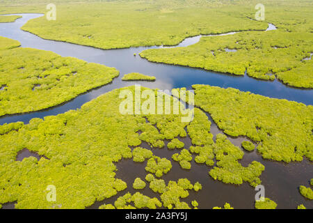 Mangroven, Ansicht von oben. Mangrovenwälder und Flüssen. Tropischen Hintergrund. Die Art der Philippinen. Stockfoto