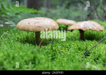 Braune Pilze im Wald Stockfoto