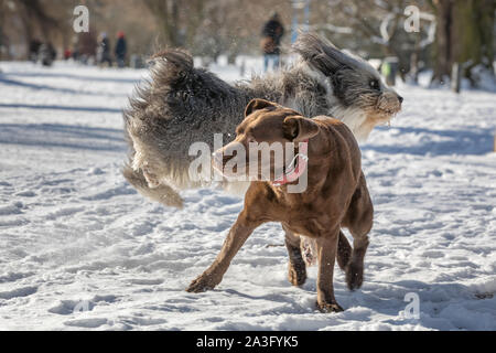 Zwei Hunde im Schnee spielen Stockfoto