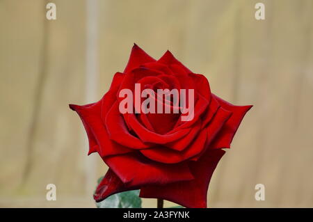 Black magic Rose blühen im Garten Stockfoto