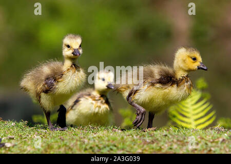 Nasse baby Kanada Gänse Stockfoto