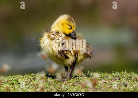 Nasse baby Kanada Gänse Stockfoto