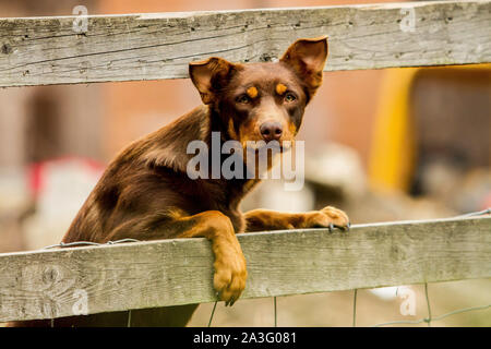 Hund auf einem Zaun Stockfoto