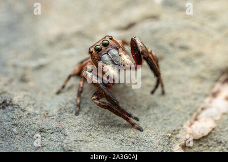 Die nördliche Jumping Spider, Euryattus sp., mit großen Augen und flauschige palps Stockfoto