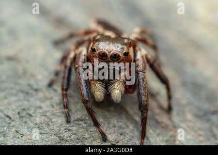 Die nördliche Jumping Spider, Euryattus sp., mit großen Augen und flauschige palps Stockfoto