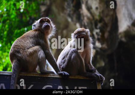 Zwei Affen in Batu Höhlen, Kuala Lumpur, Malaysia Stockfoto